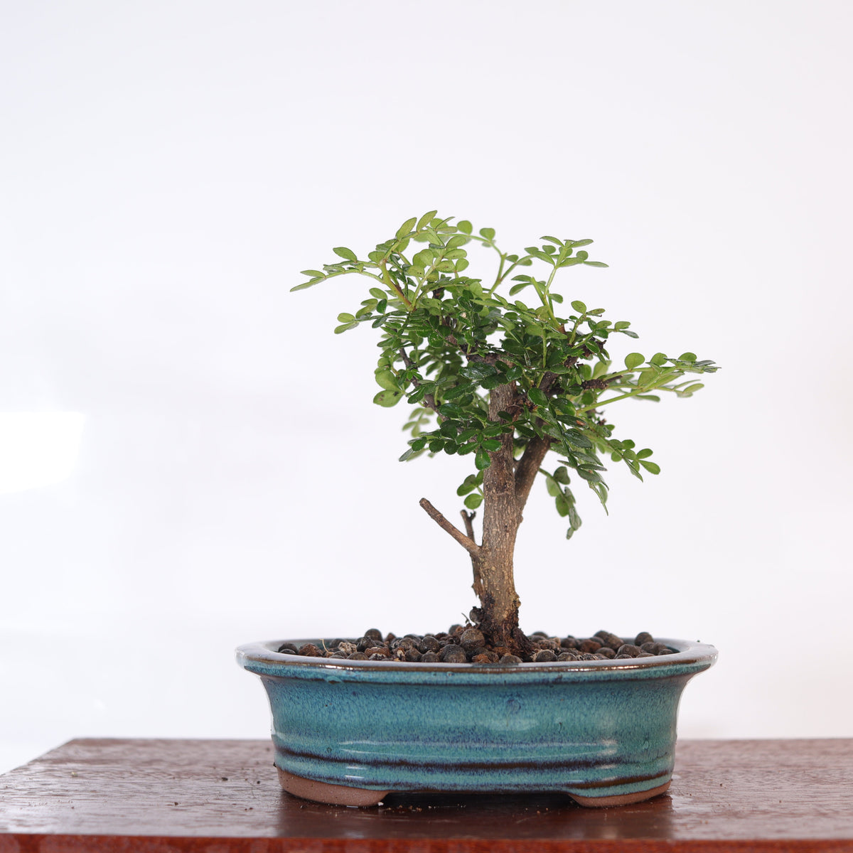 Chinese Pepper Bonsai Tree – 16cm Pot