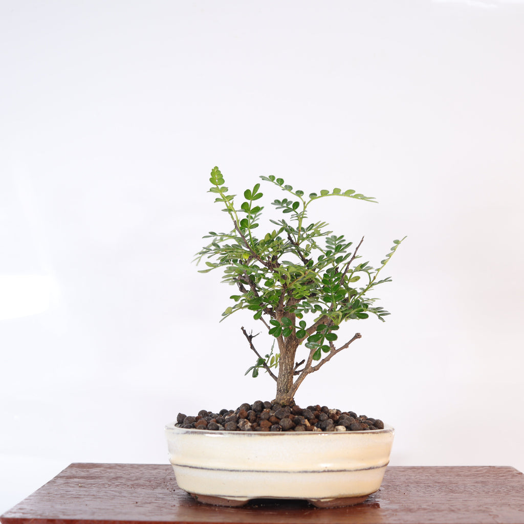 Chinese Pepper Bonsai Tree – 16cm Pot