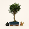 Brush Cherry (Syzygium) Bonsai Tree | Broom | In 20cm Pot