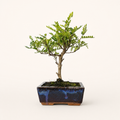 Chinese Pepper (Zanthoxylum Pipertum) Bonsai Tree | Broom | In 15cm Pot