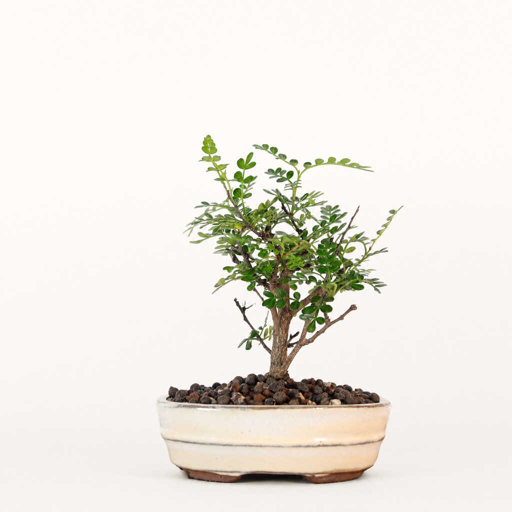 Chinese Pepper Bonsai Tree – 16cm Pot