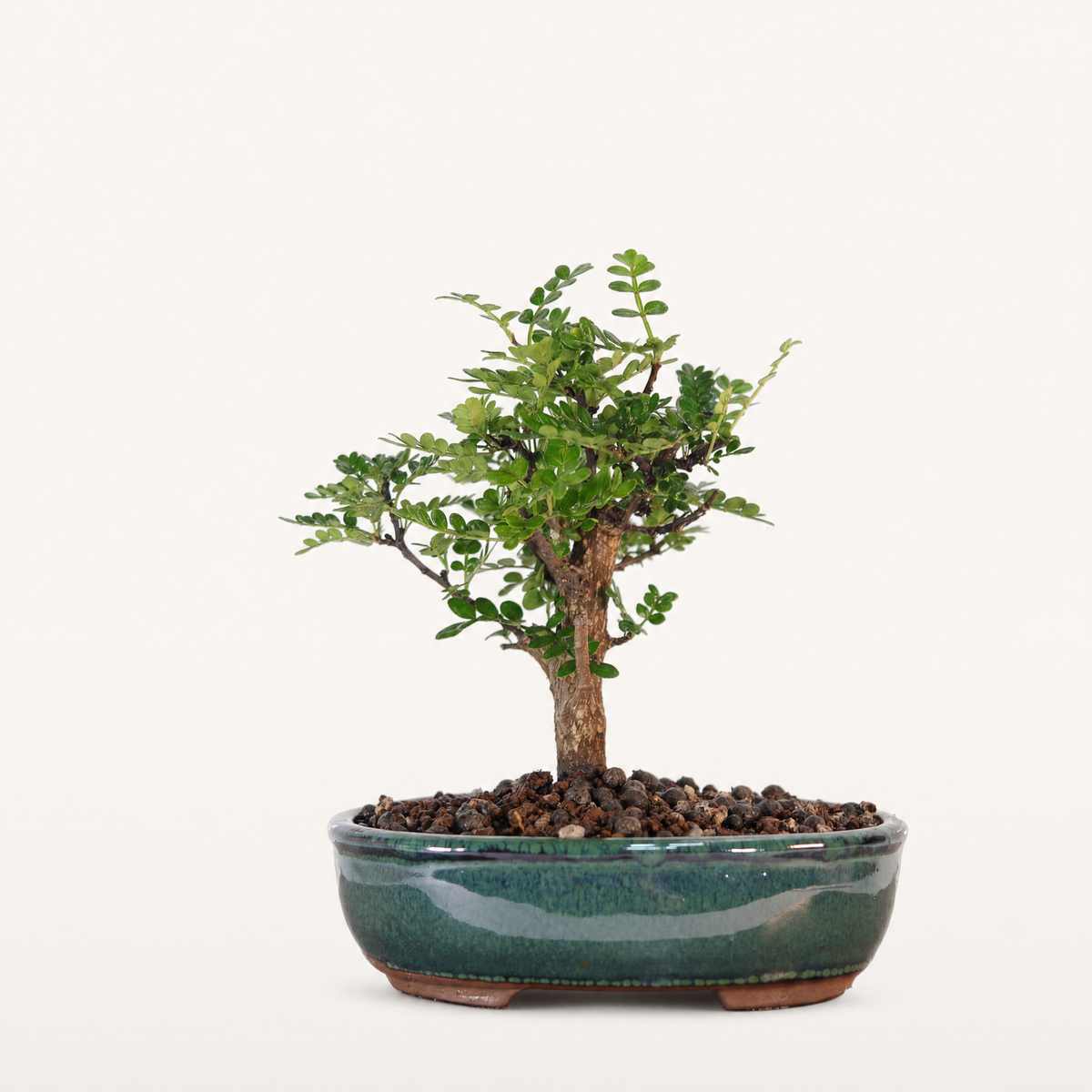 Chinese Pepper Bonsai Tree – 16cm Pot