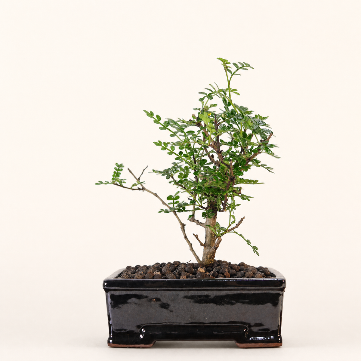 Chinese Pepper Bonsai Tree – 16cm Pot