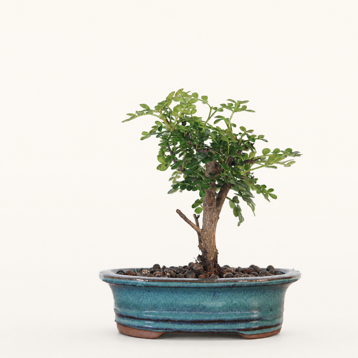 Chinese Pepper Bonsai Tree – 16cm Pot